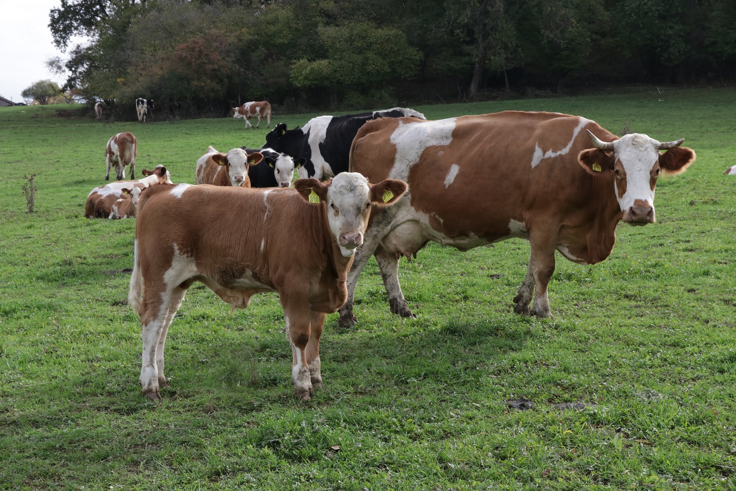 Eine Kuhherde auf der Weide. Zu sehen im Vordergrund ist das Kalb mit der Mutterkuh.