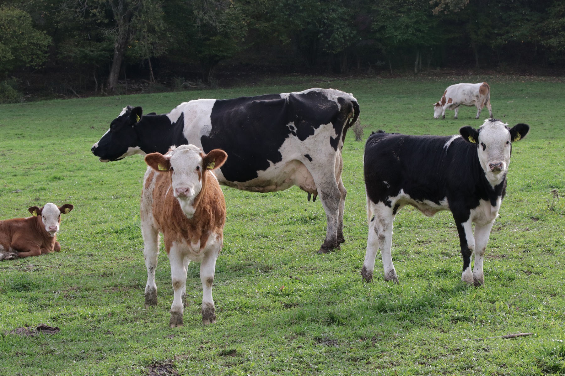 Kühe auf der Weide. Im Vordergrund: Gefleckte Kuh und zwei Kälber, die in die Kamera schauen.