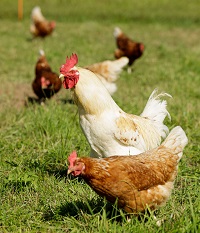 Huhn und Henne