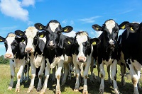 Neugierige Weideochsen Neugierige Weideochsen