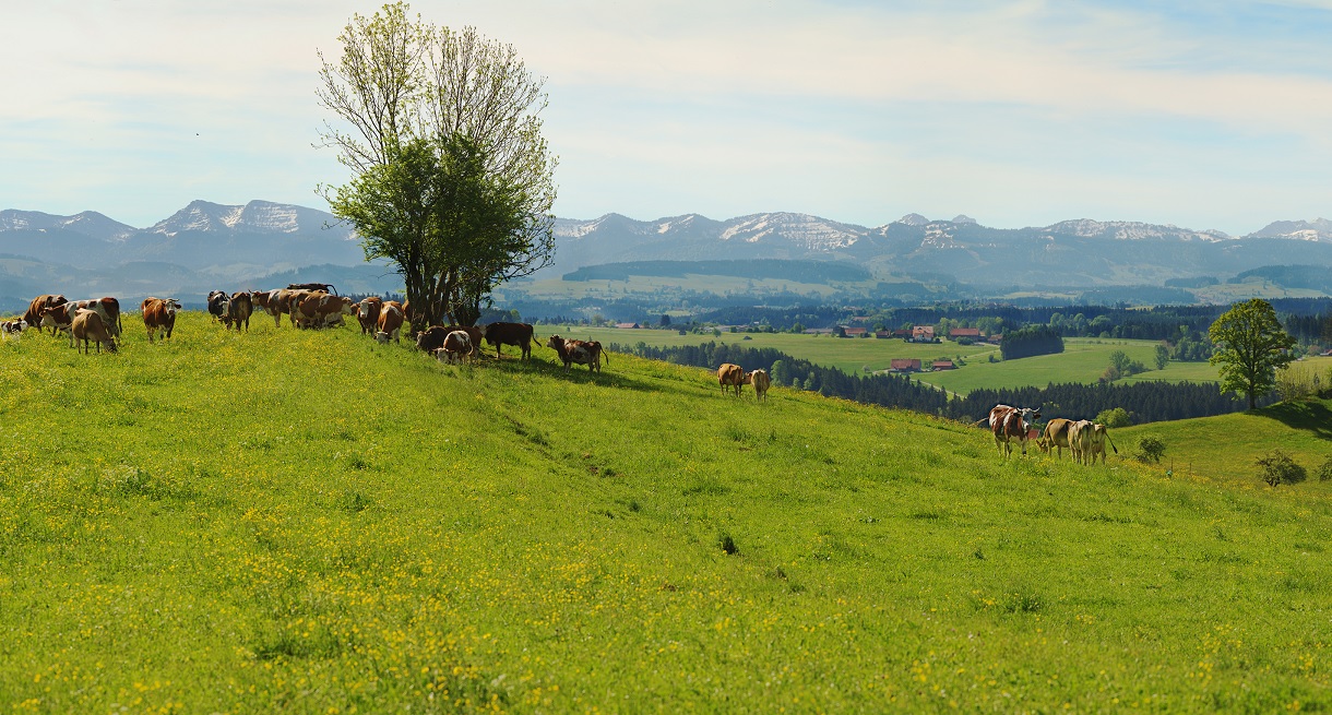 Fleckvieh auf der Weide