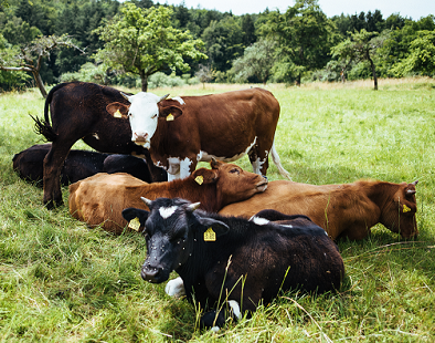 Bruderkälber auf der Weide