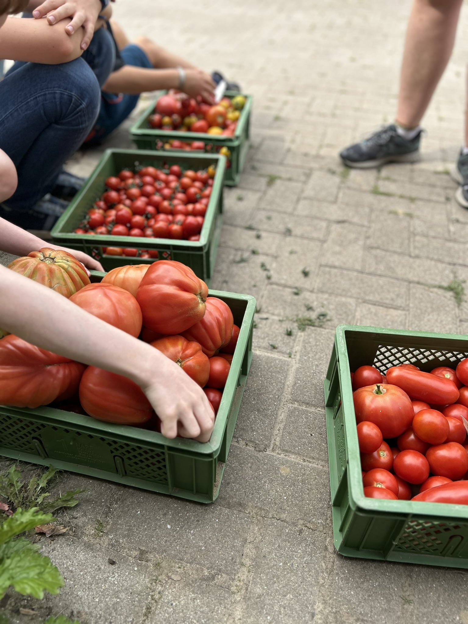 Frisch-geerntete Tomaten. Bild: Ökostation Freiburg