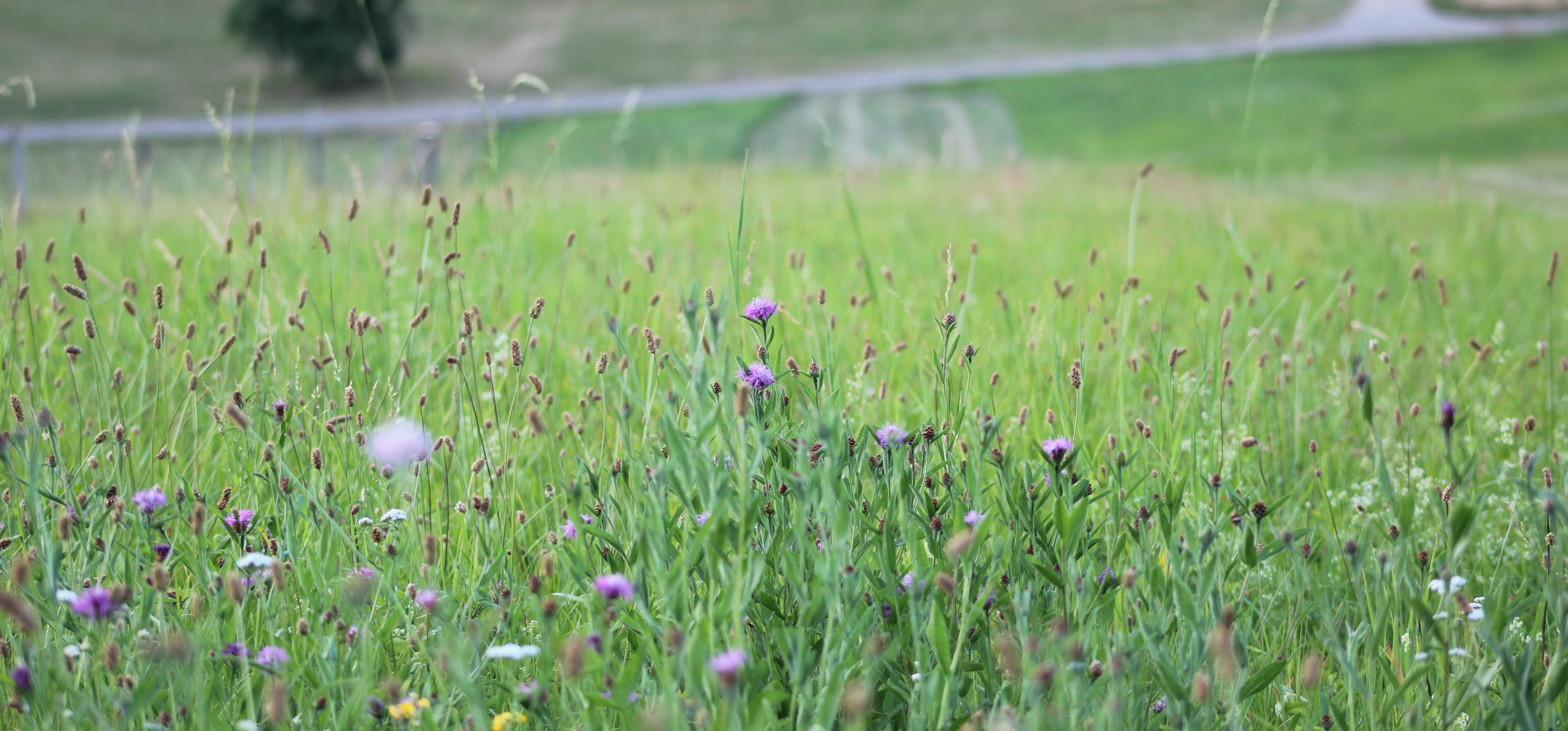 Naturnahe Blühwiese mit Blick ins Tal.