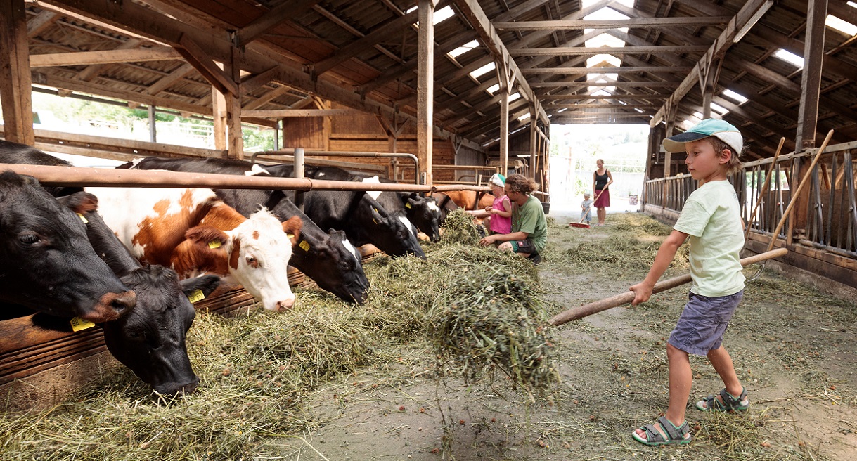 Junge füttert Kühe mit Heu