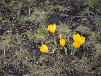 geleb Frühlingsblüher im Gras