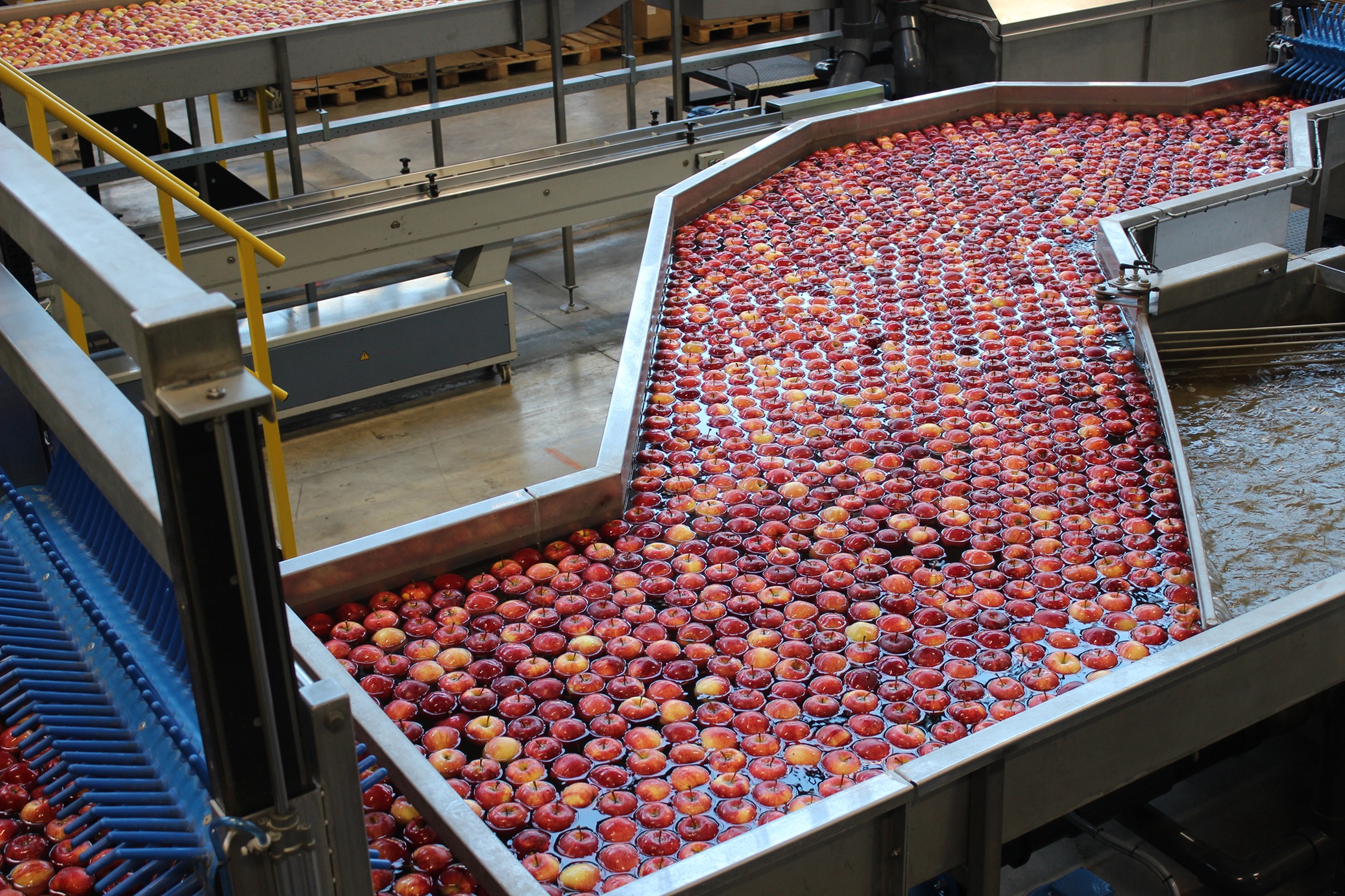 Hunderte rote Äpfel schwimmen im Wasser in einem Kanal in Richtung Verpackungsanlage