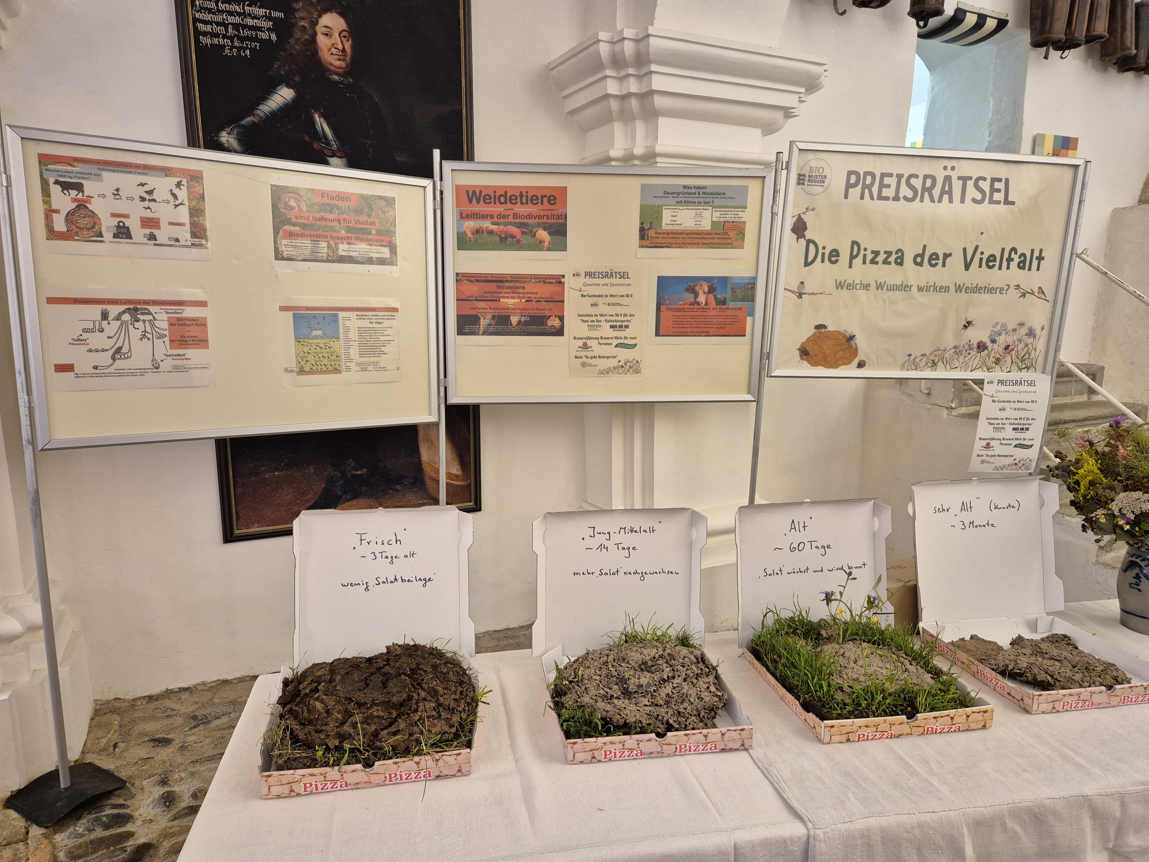 Kuhfladen in unterschiedlichen Zersetzungsstadien sind in Pizzakartons auf einem Tisch zu sehen