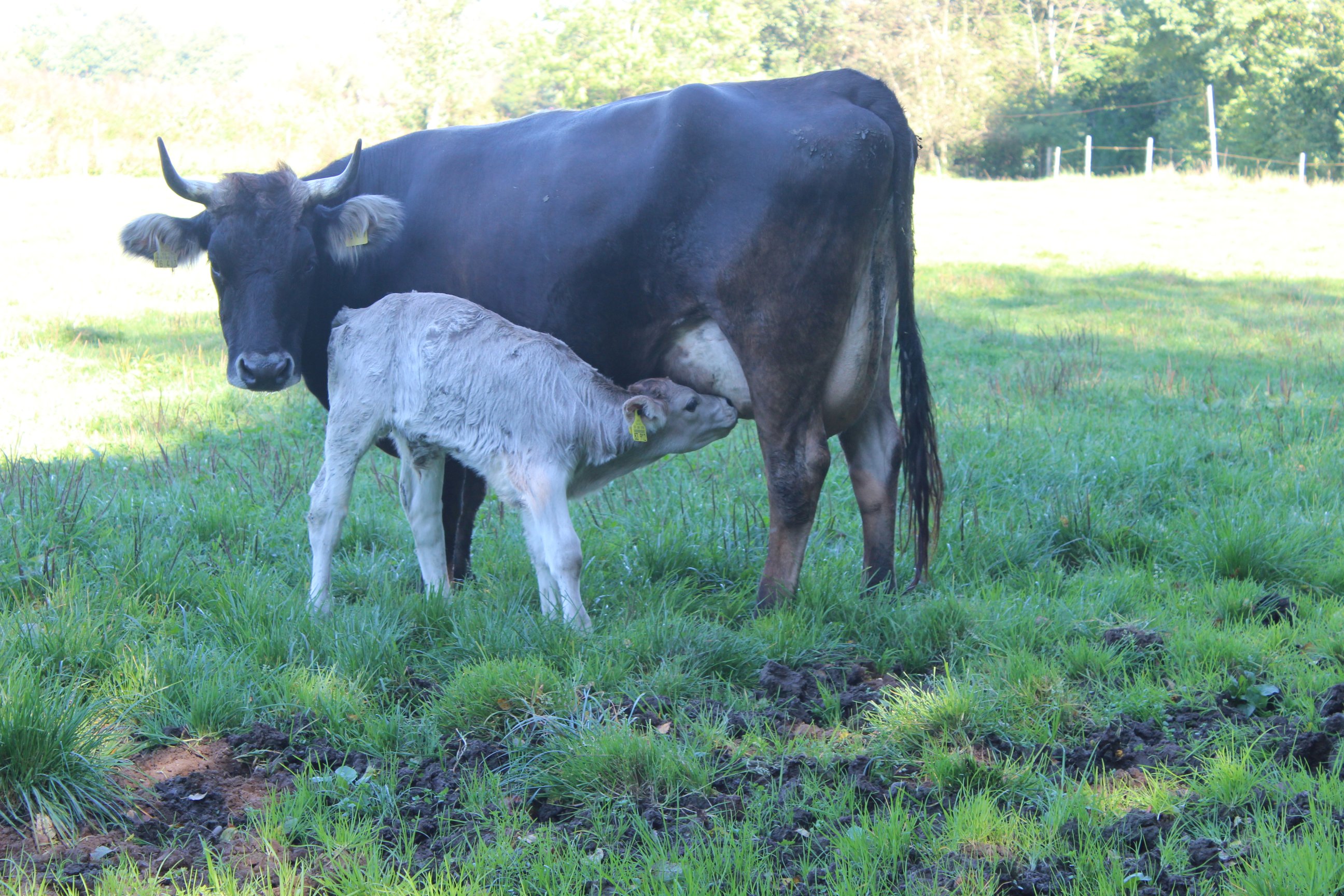 Kuhgebundene Kälberaufzucht Biohof Fleck