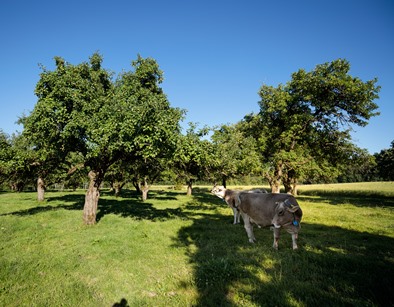 Braunvieh auf der Streuobstwiese