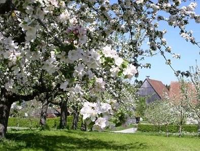 Obstbaumblüte