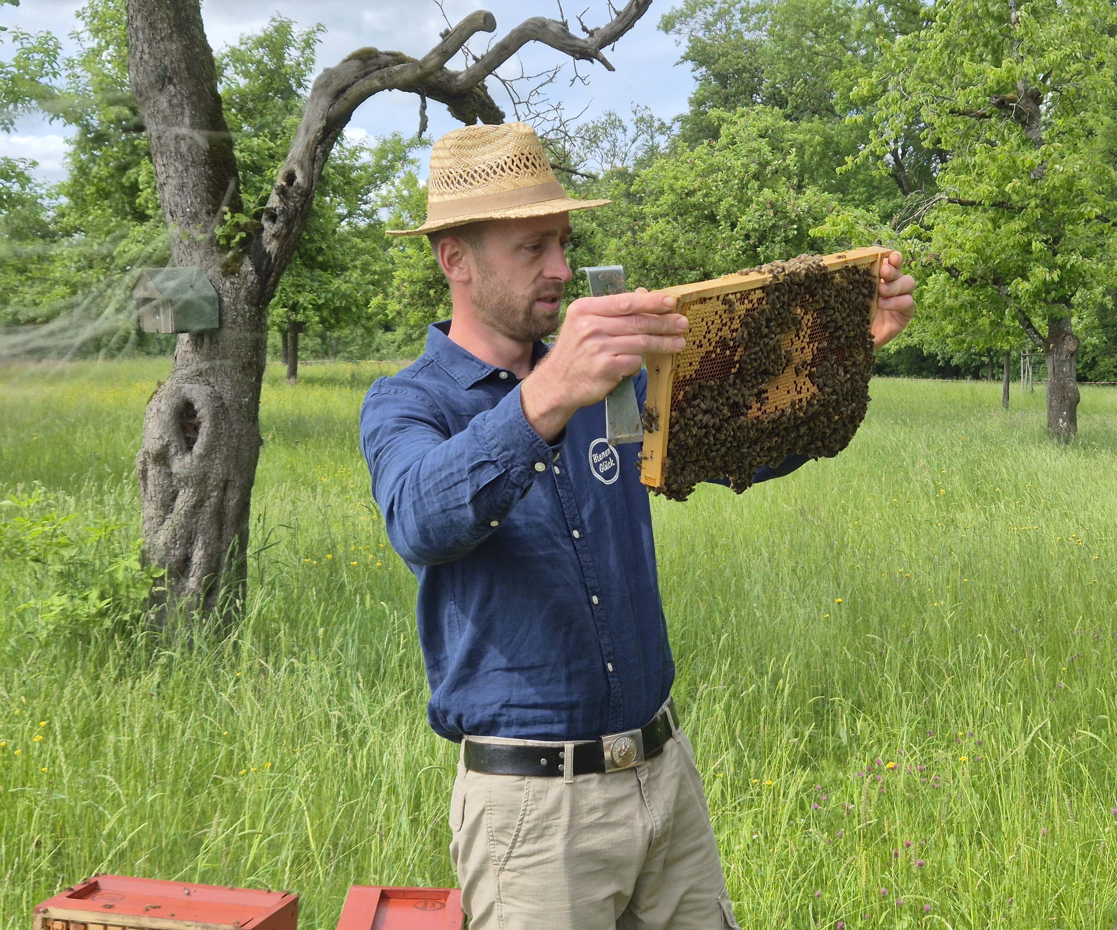 Jürgen Brugger zeigt eine Brutwabe mit vielen Bienen