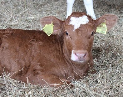 Bio-Kalb im Stroh