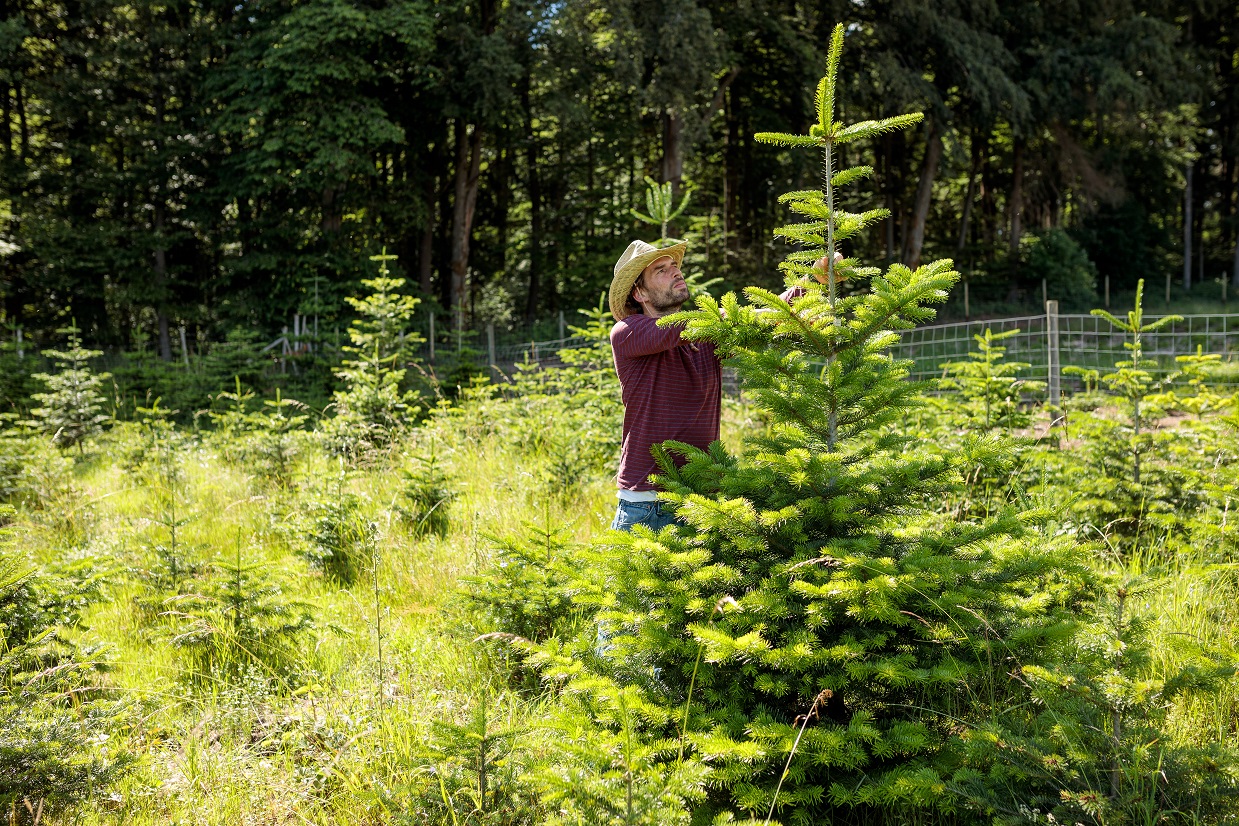 In der Baumschule eines bio-zertifizierten Weihnachtsbaumbetriebs
