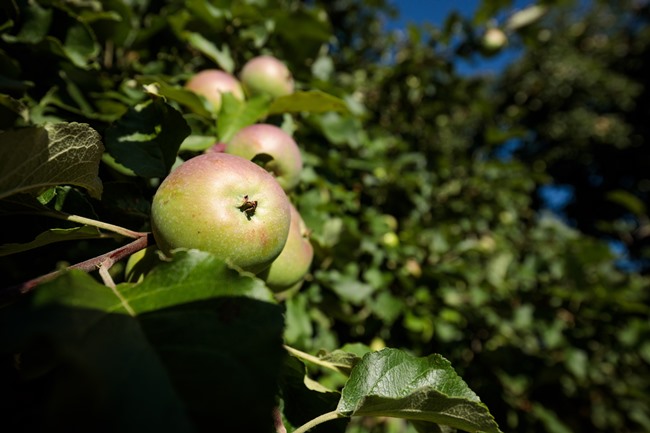 Streuobstäpfel am Baum