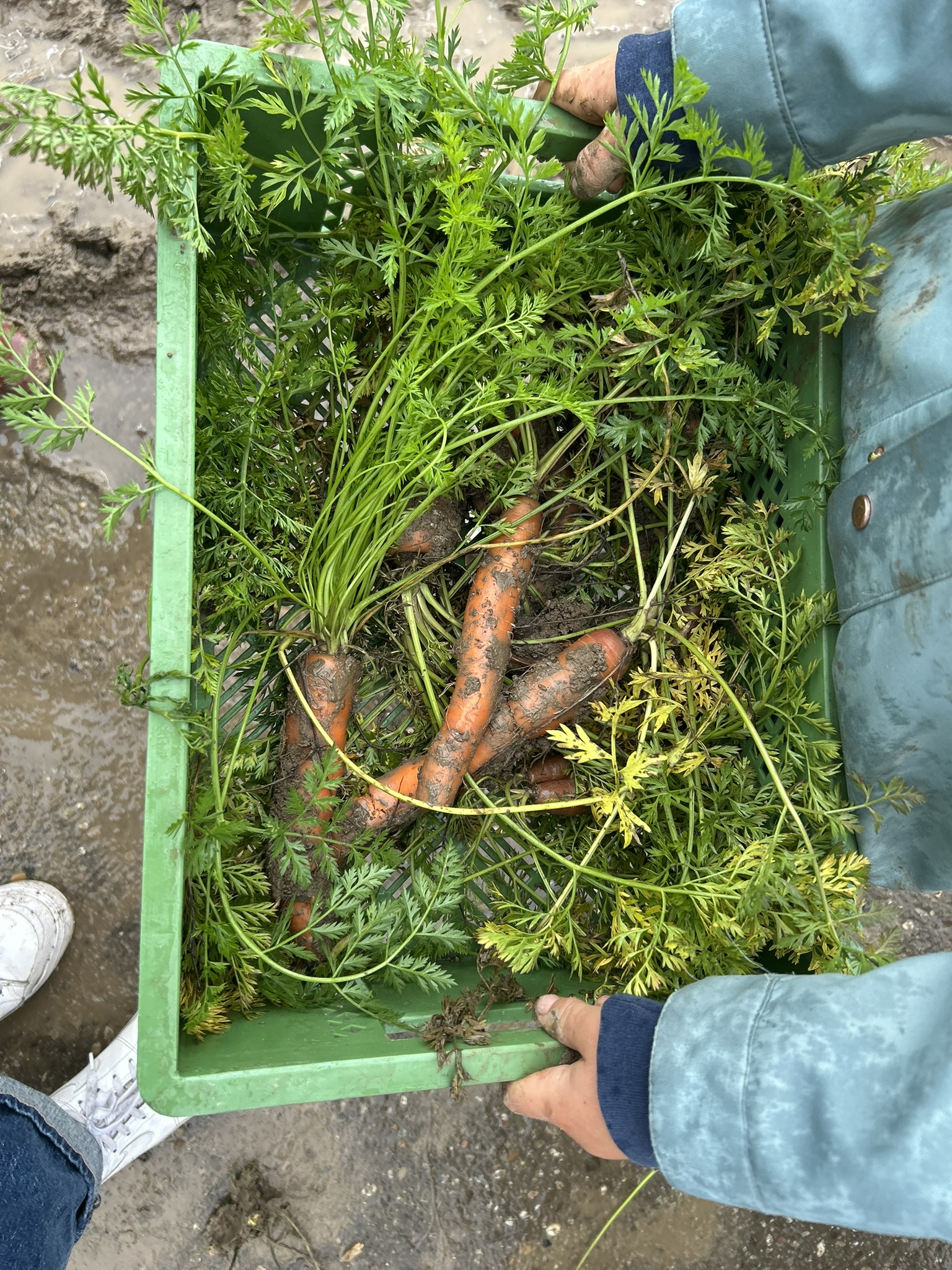 Frisch-geerntete Möhren. Bild: Ökostation Freiburg