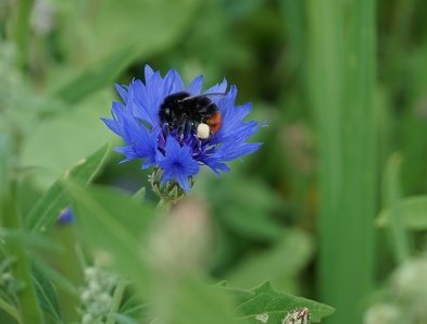 Blume mit Hummel