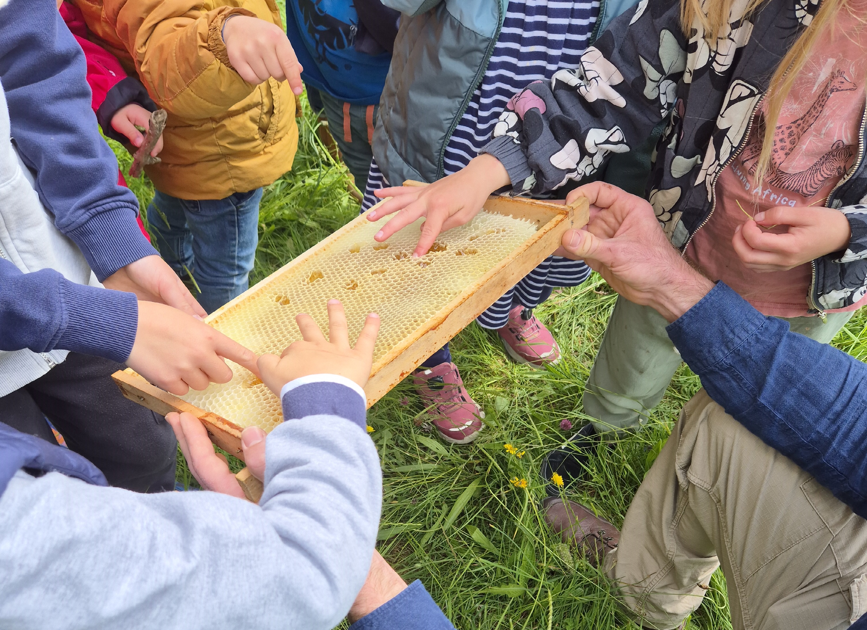 Kinderhände in der Honigwabe um warmen Honig zu probieren