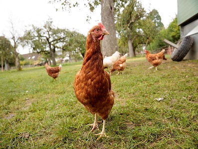 Huhn auf Feld
