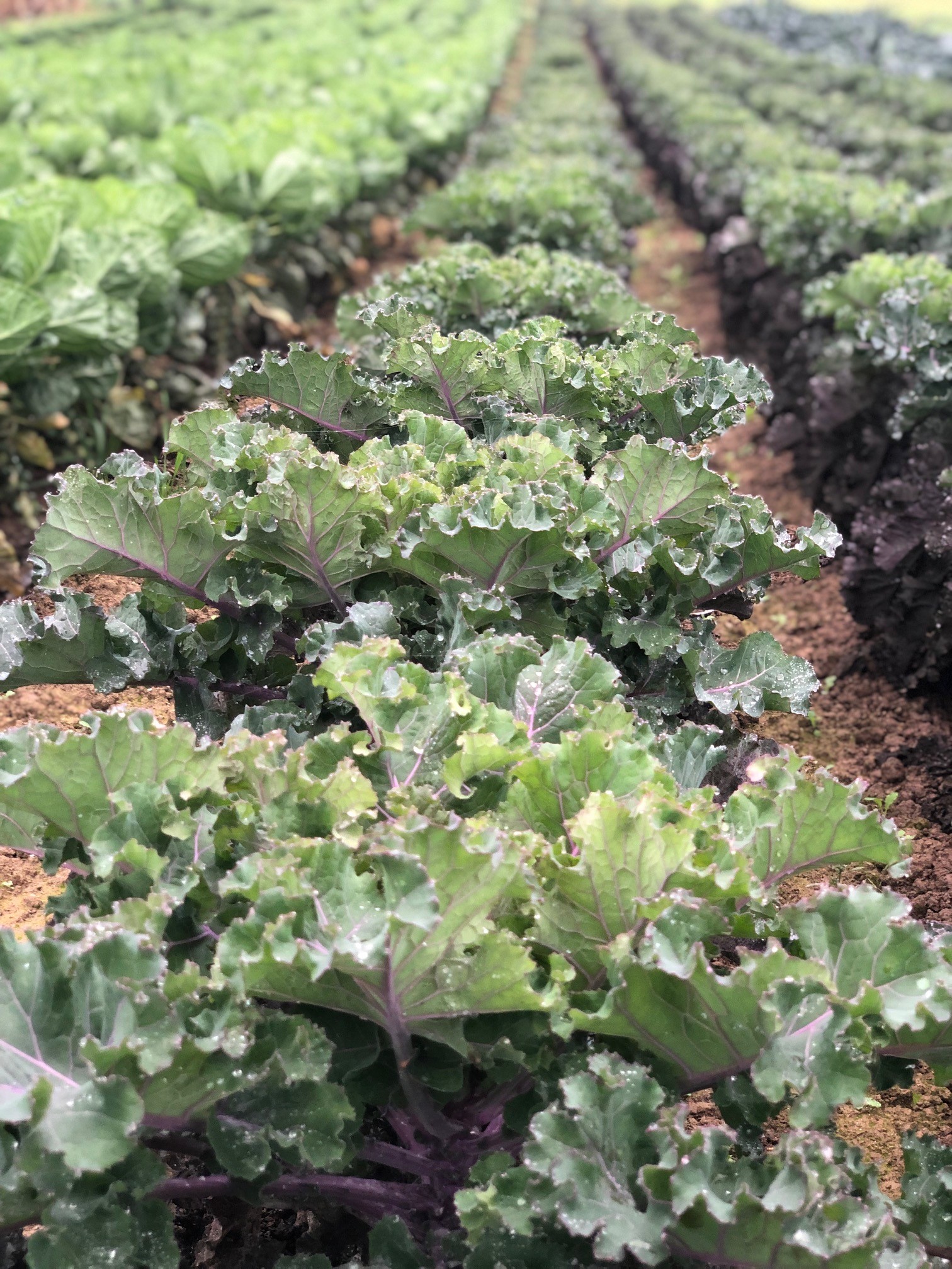 Kohlröschen auf dem Feld