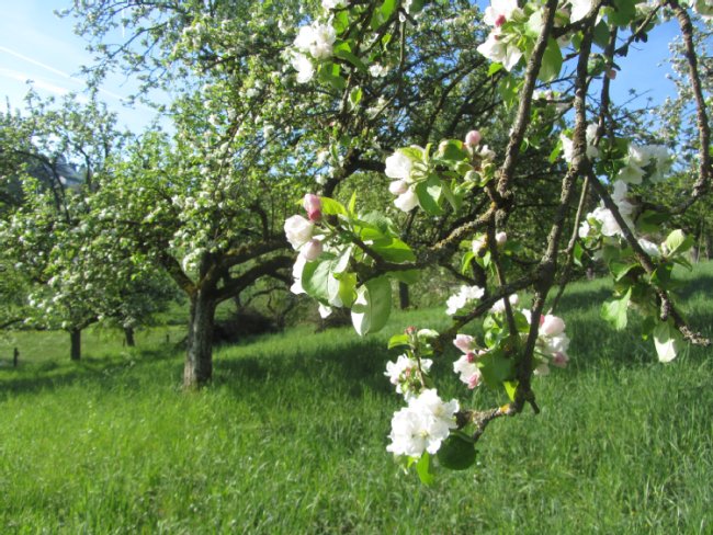 Blühende Streuobstwiese