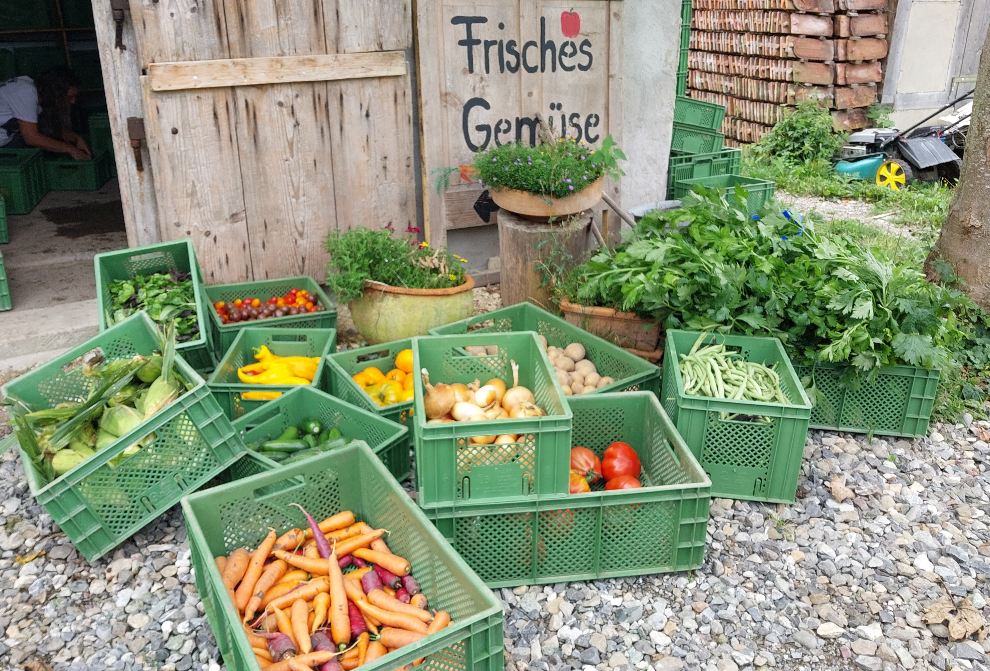 Gemüsekisten eines SoLawi-Hofes