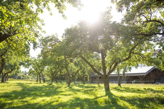 Streuobstwiese auf dem Rösslerhof